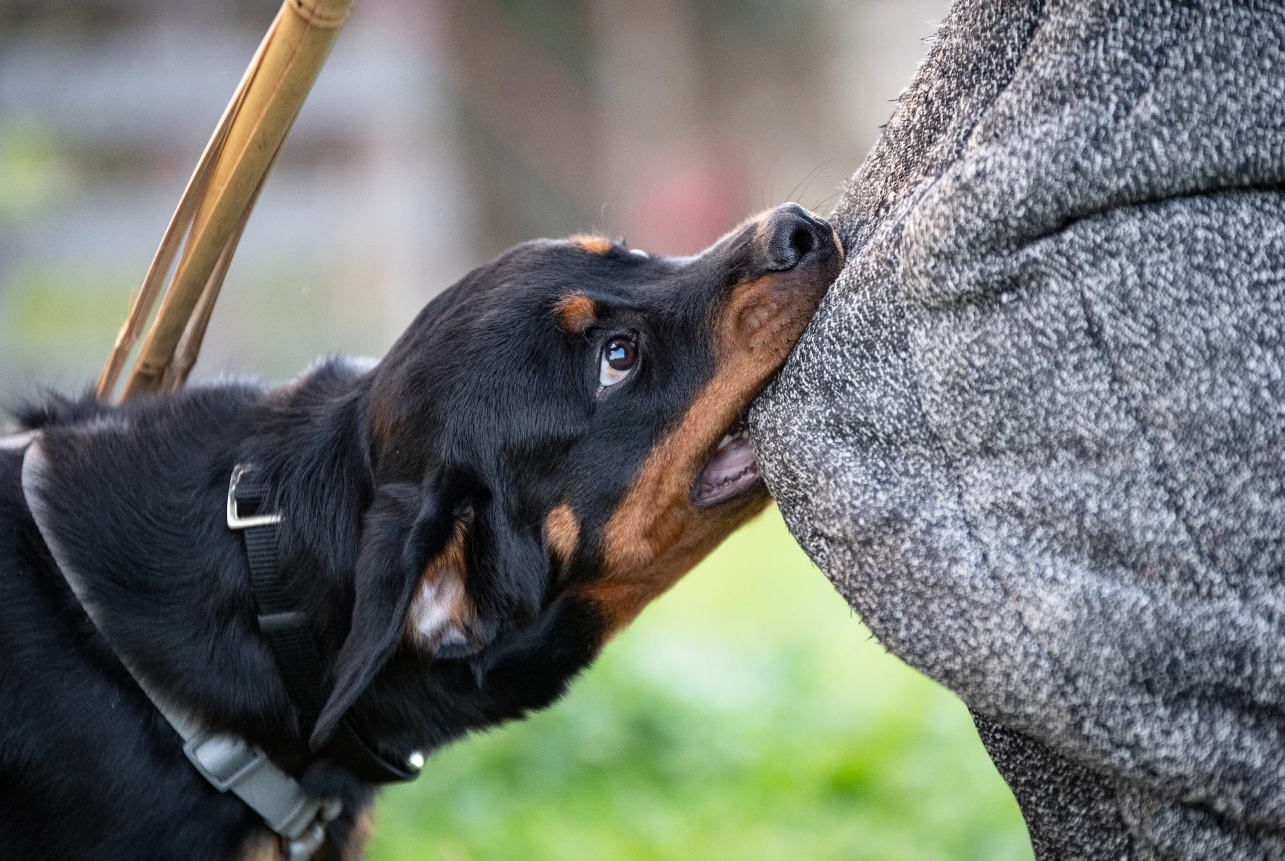 Rottweiler biting a protective training sleeve during an exercise related to New Jersey dog bite laws